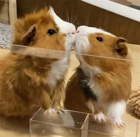 Pin by Loki on guinea pigs | Guinea pigs, Guinea pigs funny, Cute ...