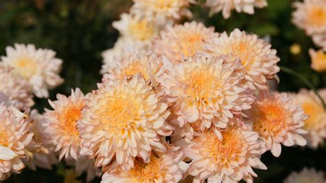 How Long Do Chrysanthemums Bloom? Keeping Your Bloom Last Longer
