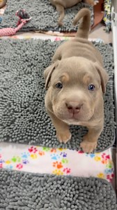 American Bully puppy overload 🥹 #puppy #cute #puppydaily #americanbullies #americanbullypuppy | Jungle Bully Kennels