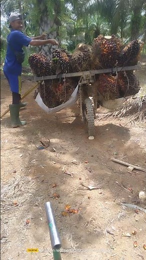 kami cuma anak petani,tapi anak pegawai negeri mana yang engga kenal kami🤣#salam tandan berduri#