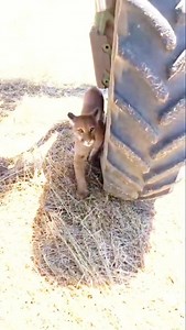 2.2K reactions · 105 shares | Eu no lucár deles tinha me ca**do tudo ⚠️ . . . . . . . #oncaemlavouranors #filhotedeonça #comedia | Humorista Albino | Facebook