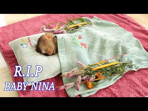R.I.P !! Millions Sad!! Baby Monkey NINA Passed Away