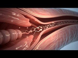 What Happens Inside Male Ejaculation? A Full Breakdown