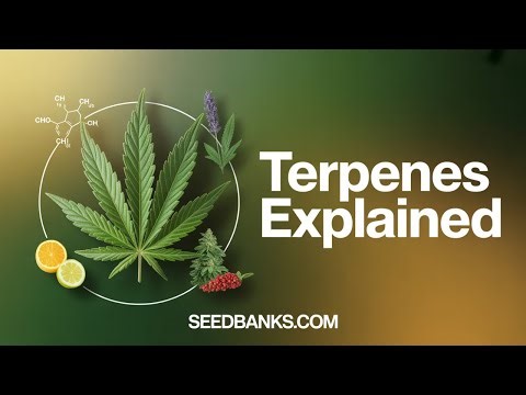Terpenes Explained: Complete Guide to Cannabis Flavors, Effects & Strains | SeedBanks.com