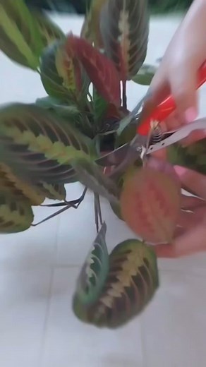 2.5K views · 69 reactions | How to successfully propagate a Maranta Leuconeura. #maranta #propagate #indoorplants #indoor #plants #Amazing #reelsviral #reels #reelsinstagram #foryoupage #video #beauty #virals #fyp | Decor & Beauty | Facebook