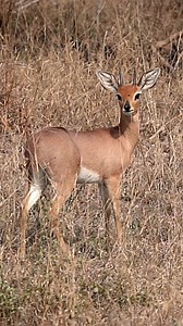 Caught this cautious duiker on the lookout for potential threats in Kruger National Park. 歷 #DuikerVigilance #KrugerWildlife #StayAlert | Madbookings - Travel Experts in Africa & Asia | Facebook