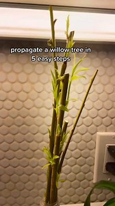 2.9K views · 120 reactions | Wollow you try this at home?  #willow #propagation #plants #tree #planting #plantsoftiktok #diy #fyp #ny #nyc #fy | Plants Tip | Facebook