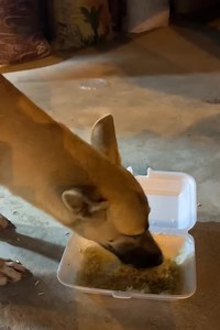 She was waiting for food and everyone ignored her 🐶😞❤ | Ray vines
