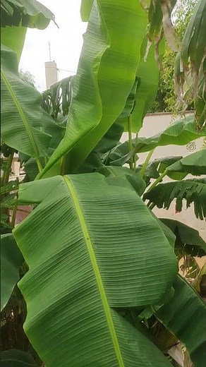 देखो केले ऐसे लगते है बहुत ही अच्छे