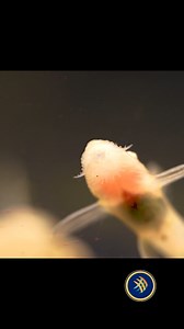 Go check them out instore or online! yourlocalfishstore.com These fish may no longer be available at the time of this post, please visit our online store to see our livestock list. The Albino Whiptail Catfish (Rineloricaria lanceolata), also known as the Chocolate Whiptail Catfish, is a fascinating species native to South America. Let’s dive into some details about this intriguing fish: Classification: It belongs to the family Loricariidae. Distribution: Found in the upper Amazon River basin in 