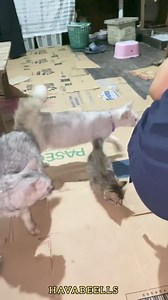 72K views · 1.4K reactions | Alhamdulillah temu kangen | Havabeells | Facebook