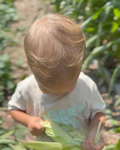 Sweet corn fresh from the garden! 🌽 | Plant Based Gabriel