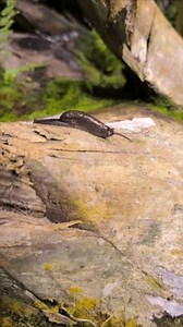 Un escargot noir sans coquillage qui : vidéo de stock (100 % libre de droit) 3983393703 | Shutterstock