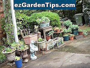 Comment planter Salvia May Night 🌱 Conseils Jardiniers - Fr.ezGardenTips.com