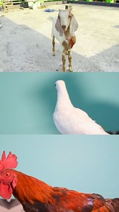23K views · 367 reactions | Science Experiment with Goat,Pigeon,Murga️ | Robiul Experiment | Facebook