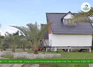 1.1K views · 18 reactions | Viet Thai Genetics - Việt Nam | Viet Thai | Facebook