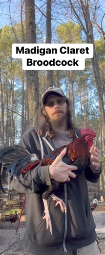 74K views · 2.4K reactions | Pure Madigan Claret Broodcock my grandpas signature LINE! Had these since before I was born  #viralreels #fypシ #gamefowlbreeder #fyp #gallos #followers #chickens #rooster #gamefowl #farmlife #claret | Kenzie Gamefowl Farm | Facebook