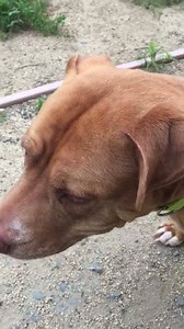 Memoirs of a Dog on Reels