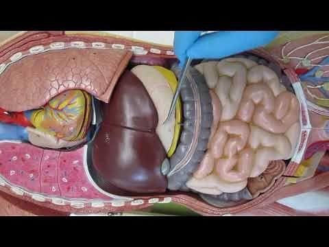 Human Torso Model #4