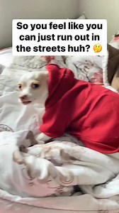 593K views · 19K reactions | Havin a man 2 man talk wid Rabbit #doglover #dog #doglife #love #pet #petlovers #pets #viralchallenge #FYP #funny | Puppynamedrabbit | Facebook