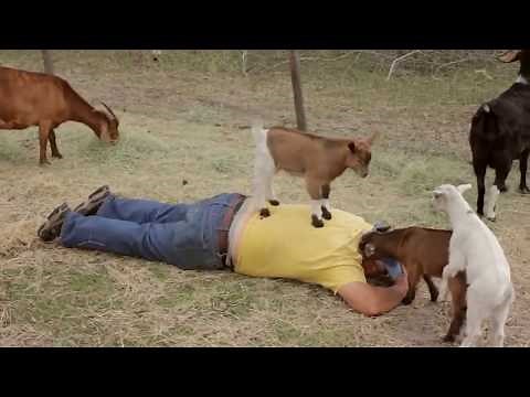 Cute Baby Goats Compilation