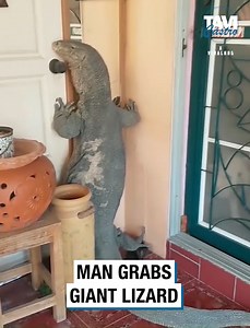 28K views · 305 reactions | Man Grabs Giant Lizard | Tavi Castro | Facebook