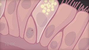 HMX - Harvard Medical School on Reels