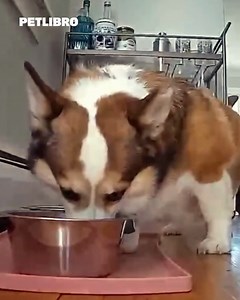 Petlibro on Reels | Facebook