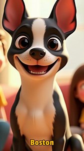 1.9K views · 28 reactions | Meet the Boston Terrier: the perfect...