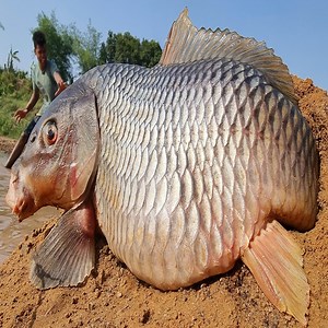 20K views · 652 reactions | Big Golden Fish Catching Form Underground River Dry Place Hole By Hand Best 2023 Video #fish #video | Only Fishing | Facebook