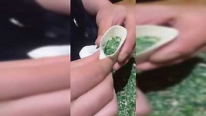 月牙饺子最详细的包法教程，学会了这个包法，再也不怕被人笑话了