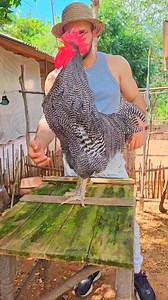 4.4K views · 50 reactions | Beautiful Rooster Crowing sounds Effect ...