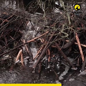 10K views · 419 reactions | Beaver – The Unrivaled Engineer of Nature...