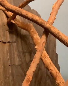 3.2K views · 131 reactions | Hanging out with some of our native...