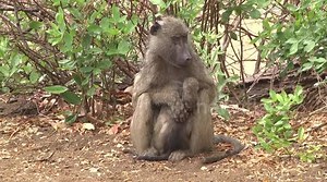 Chacma Baboon mother cuddling her baby on the ground