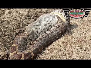 Python Vore - Snake Swallows Dog