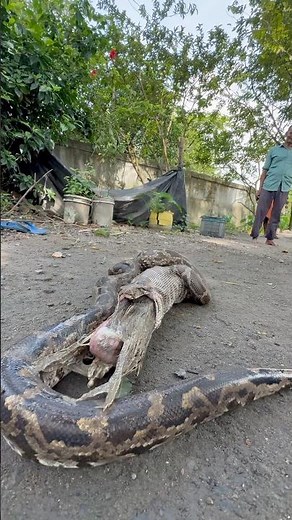 How did the python snake swallow the duck 😳 #youtubeshorts