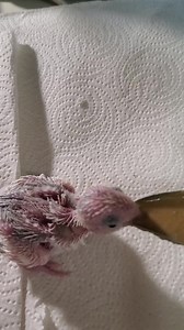 Parrotlet babies - spoon handfeeding at Columbine Aviary | Columbine Aviary | Facebook