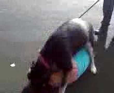 Dog Rape