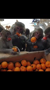 happy wild monkey | Random Monkey | Facebook