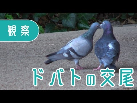 ドバトの求愛行動から交尾まで【観察記録】