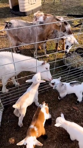 2.9K views · 86 reactions | #caprite | Rugăciune pentru suflet | Facebook