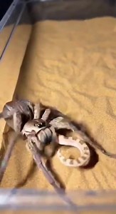 A tense encounter between a spider and a snake deep in the wild, showcasing nature’s raw struggle for survival#SpiderVsSnake #WildlifeEncounter #NatureBattle #PredatorVsPredator #SurvivalInstincts #WildlifeDrama #NaturePhotography #IntoTheWild #SnakeWorld #SpiderLife | SpiderVerse Wild