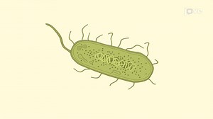 ビデオ: エンドトキシン活性アッセイ:血液サンプル中のエンドトキシン活性を調査するための化学発光ベースのバイオアッセイ - 実験