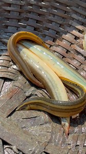 Catching Native Fish from Pond | Fishing & Village Tradition