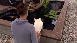 37K views · 1.3K reactions | WATCH: Love knows no boundaries. Daisy, the French Dog, loves to kiss her koi fish friend named Frank. | CBS LA | Facebook