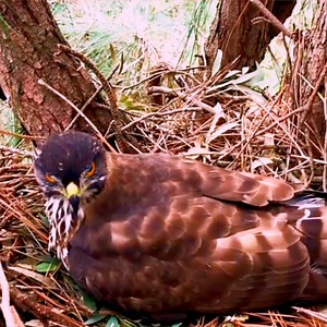 3.7K views · 88 reactions | Crested goshawk birds Protects her eggs in the nest well.Ep2 | Review Bird Nest | Facebook