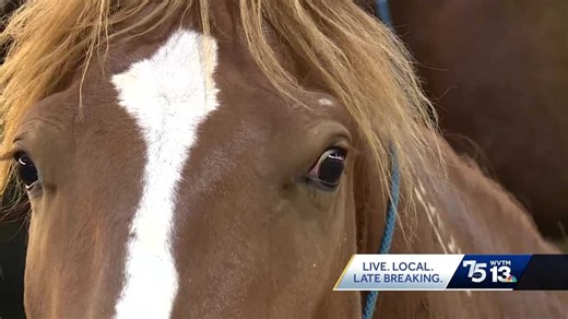 Wild mustangs available for adoption in Cullman County