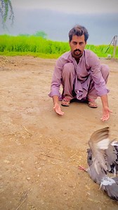 71K views · 2.4K reactions | Ground Roller pigeons 鹿️ #reelsfbシ #FallowPage #kabutar #reels #rollerpigeon #FacebookPage #viralvideo | Jhang pigeons | Facebook