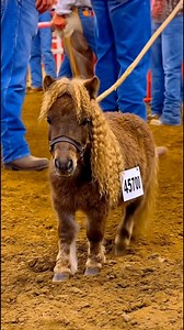 15K views · 635 reactions | This sequence documents forward movement under stable handler alignment. Subject maintains a straight approach path with consistent stride length and neutral head position. Only lower-body handler reference (jeans and boots) remains visible. No cue correction applied. #movementanalysis #handleralignment #controlledwalk #performancecheck #cuteminipets | Cute Mini Pets | Facebook